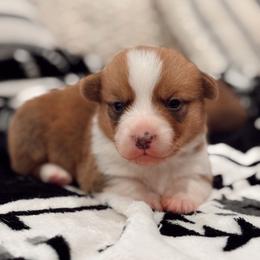 Finn - Red male Pembroke Welsh Corgi puppy in Beggs, Oklahoma from Blue Diamond Corgi’s