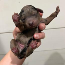 Rivers - Blue merle male Aussiedoodle puppy in Rienzi, Mississippi from Saddle Hill Farms