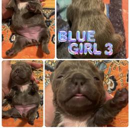 French Bulldog Puppies from Frenchie Puppies in Abbeville