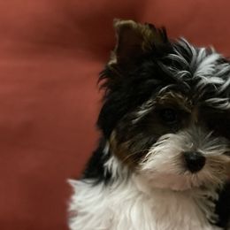 Leo - Black tan and white Biewer Terrier puppy in Ft. Payne, Alabama from Aamore Mio Biewer Terriers