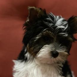 Leo - Black tan and white Biewer Terrier puppy in Ft. Payne, Alabama from Aamore Mio Biewer Terriers