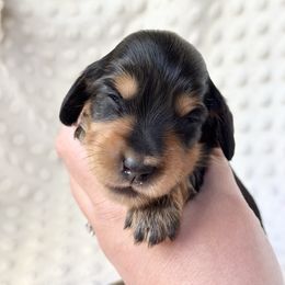 Girl 5 - Black and tan female Dachshund puppy in Mascot, Tennessee from Magnolia Pearl Dachshunds