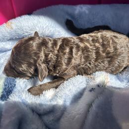AKC Grumpy - Brown male Poodle puppy in Athens, Tennessee from Paws & Kisses