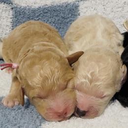 Teal Collar Girl - Cream female Goldendoodle puppy in Litchfield, Connecticut from Gracie Doodles CT