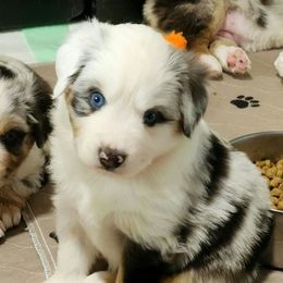 Charlie Brown - Blue merle male Miniature American Shepherd puppy in Philpot, Kentucky from Miller Hill Mini American Shepherds and Mini Aussies