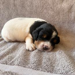 Orange male - Blue belton and tan (tri-color) male English Setter puppy in Potosi, Wisconsin from Point and Flush Gun Dogs