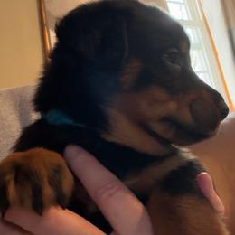 Blue collar - Black and rust female Beauceron puppy in Floyd’s Knobs, Indiana from Birdwing Beaucerons