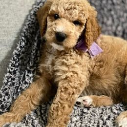 Goldendoodle and Labradoodle Puppies from Blessing Labradoodles, Goldendoodles, standard and mini’s