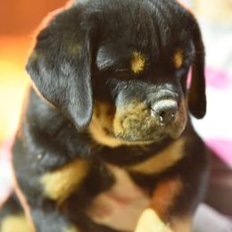 Rottweiler Puppies from Von Fields Rottweiler Kennels