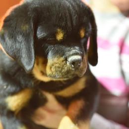 Rottweiler Puppies from Von Fields Rottweiler Kennels