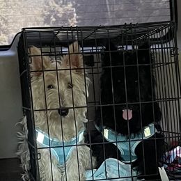 Kenna - Scottish Terrier