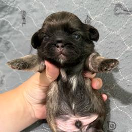 Cashew - Fawn male Pekingese puppy in Clinton, Tennessee from Gracelands Pekingese