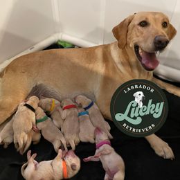 Blue Male - Scott Calvin - Yellow male Labrador Retriever puppy in Las Vegas, Nevada from Lucky Labrador Retrievers