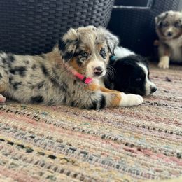 Riata (pink collar) - Blue merle Australian Shepherd puppy in Franktown, Colorado from Double NB Livestock LLC