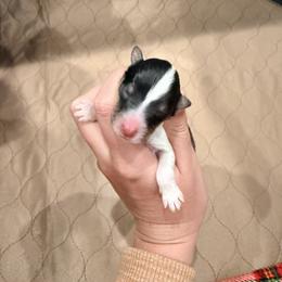Kootie - Black & tan female Toy Shetland Sheepdog puppy in Leavenworth, Washington from Better Than Best Farm