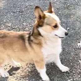 Pembroke Welsh Corgis from TM Livestock & Corgis