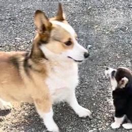 Pembroke Welsh Corgis from TM Livestock & Corgis