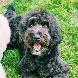 Ali - Aussiedoodle