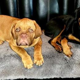 Rottweiler Puppies from Bronx Von Bridges Rottweilers