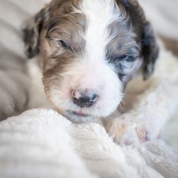 Biscotti - Merle male Goldendoodle puppy in Wake Forest, North Carolina from Wake Forest Darling Doodles