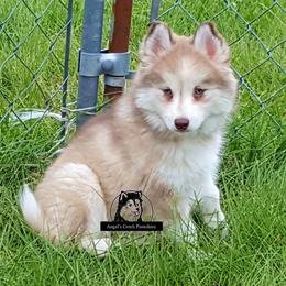 Pomsky Puppies from Angel's Creek Pomskies