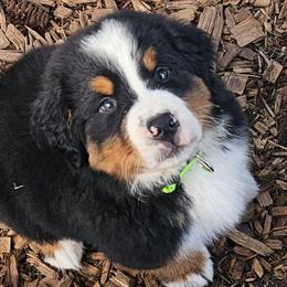 Lime green - Black rust and white male Bernese Mountain Dog puppy in Auburn, Washington from MSM Bernese Mountain Dogs
