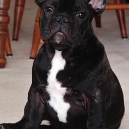 French Bulldogs from Crestagard