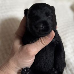Girl 2 - Black Scottish Terrier puppy in Nickelsville, Virginia from Pecan Creek