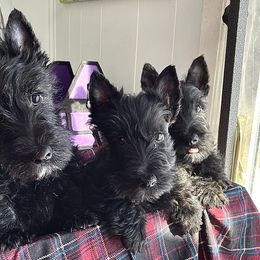 Scottish Terrier Puppies from Kingsdale Scottish Terriers