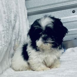 AKC Ash - Black and white male Shih Tzu puppy in Elgin, South Carolina from Silver Bells Paw Prints