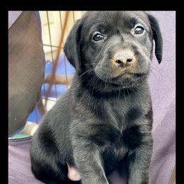 Labrador Retriever Puppies from Bluegrass Labradors