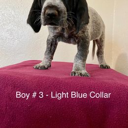 Boy 3 - Blue ticked Bluetick Coonhound puppy in Oroville, California from Sinha Bluetick Coonhounds