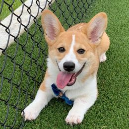 American Corgis and Pembroke Welsh Corgis from Robyn Jones' Pembroke Welsh Corgis & American Corgis