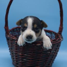 Mochi - male Parson Russell Terrier puppy in Menifee, California from Wendover Terriers