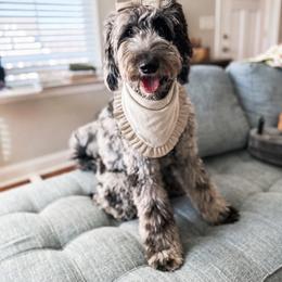 Lula - Goldendoodle