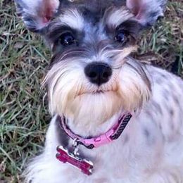 Miniature Schnauzers from Rockin P Farms