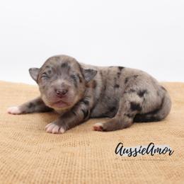Bi Blue Merle 2 Long tail - Blue merle female Miniature Australian Shepherd puppy in Pinehurst, Texas from Aussie Amor