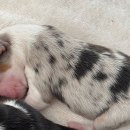 Girl 3 - Blue merle Miniature American Shepherd puppy in Easley, South Carolina from Tanya Strickland