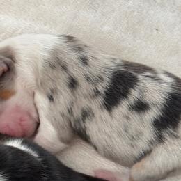 Girl 3 - Blue merle Miniature American Shepherd puppy in Easley, South Carolina from Tanya Strickland