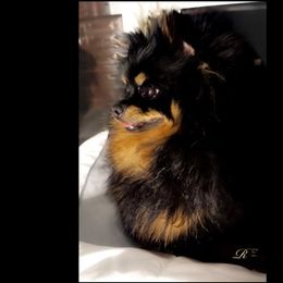Vikki - Pomeranian