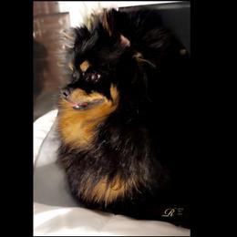 Vikki - Pomeranian