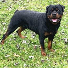 Rottweilers from vom Lomza Rottweilers