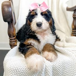 Bernedoodle and Bernese Mountain Dog Puppies from Central Wisconsin Bernedoodles