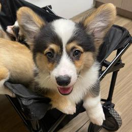 Male 3 - Black and tan male Pembroke Welsh Corgi puppy in Hueytown, Alabama from AAA Corgis