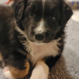 Australian Shepherd Puppies from Summit Australian Shepherds