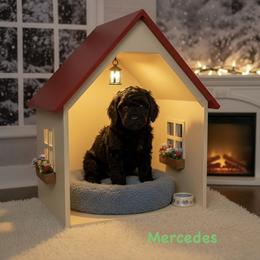 Mercedes - Apricot female Goldendoodle puppy in Sanderson, Florida from Serenity Goldendoodles