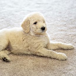 Poodle Puppies from Tamarack Poodles