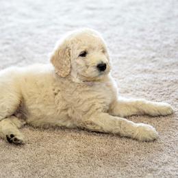 Poodle Puppies from Tamarack Poodles