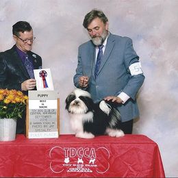 Havanese All Grown Up from Tapscott B.I.S. Havanese