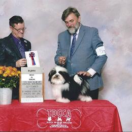 Havanese All Grown Up from Tapscott B.I.S. Havanese